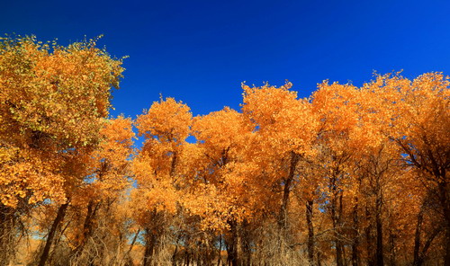 醉夢(mèng)胡楊林