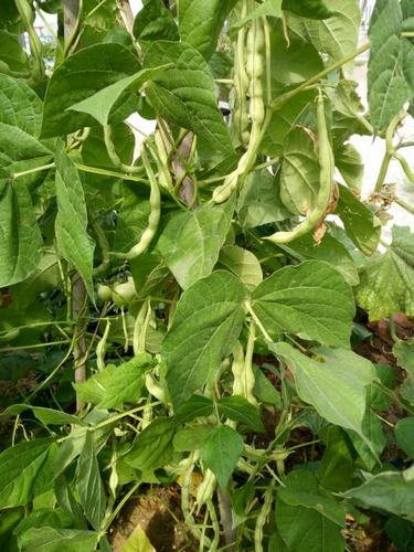 陜煤建設(shè)韓城分公司土建十項目部瓜果蔬菜大豐收