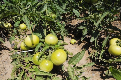 陜煤建設(shè)掘進(jìn)公司：項(xiàng)目部“開心農(nóng)場”豐收了