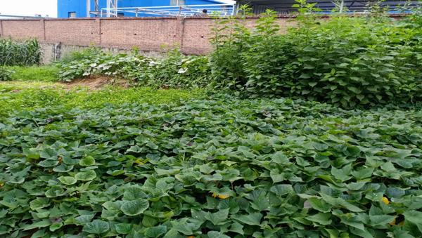 陜煤建設洗選煤運營公司紅柳林洗煤廠項目部：職工“菜園子”，舒筋又舒心