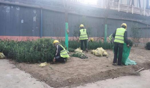 陜煤建設綠宇公司：龍鋼廠區(qū)再添綠色“新衣”