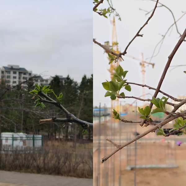 抬頭看，鄂爾多斯的春天