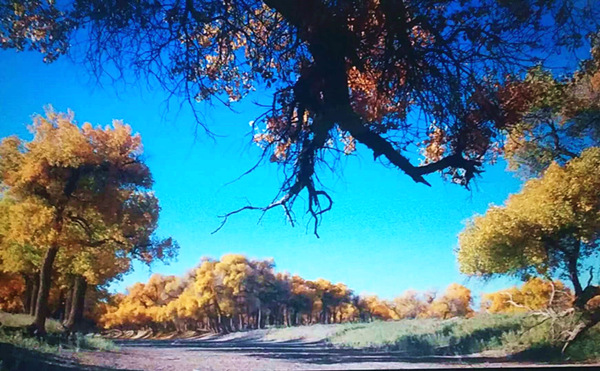 走進(jìn)內(nèi)蒙額濟(jì)納，與胡楊林的美撞個(gè)滿懷