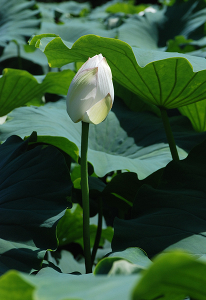 看取荷花凈，應知不染塵