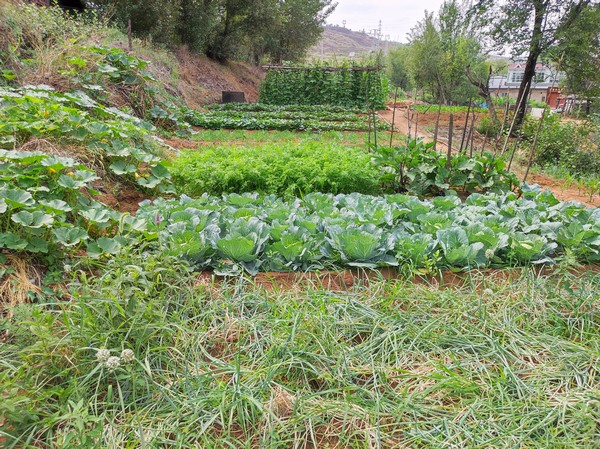 陜煤建設洗選煤運營公司紅柳林洗煤廠項目部：職工菜園，“蔬”心“食”尚