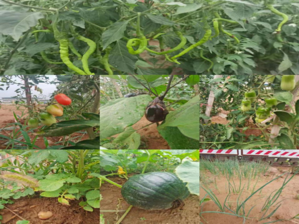 陜煤建設咸陽分公司第九項目部：碩果累累的“菜園子”，滿滿當當?shù)摹安嘶@子”