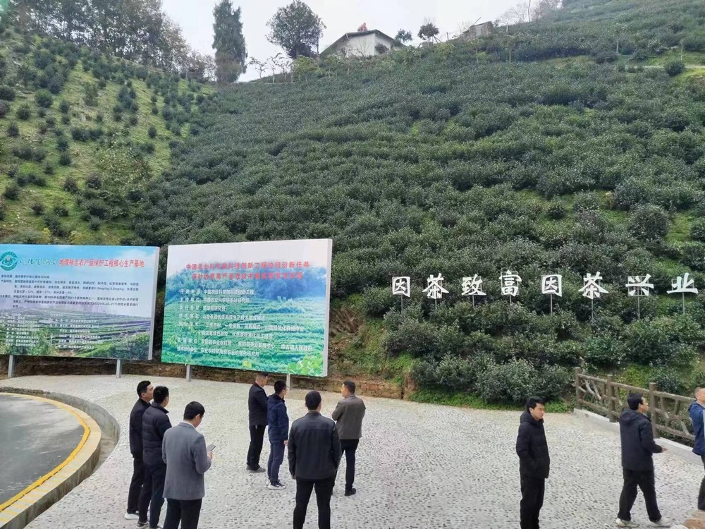 陜煤建設(shè)駐村工作隊“走出去”尋覓茶產(chǎn)業(yè) 發(fā)展良方