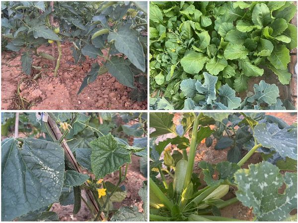 陜煤建設(shè)天工公司土建十七部黨支部：小小菜園，播種幸福感