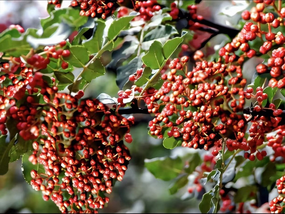  椒香溢韓城，福澤潤民心