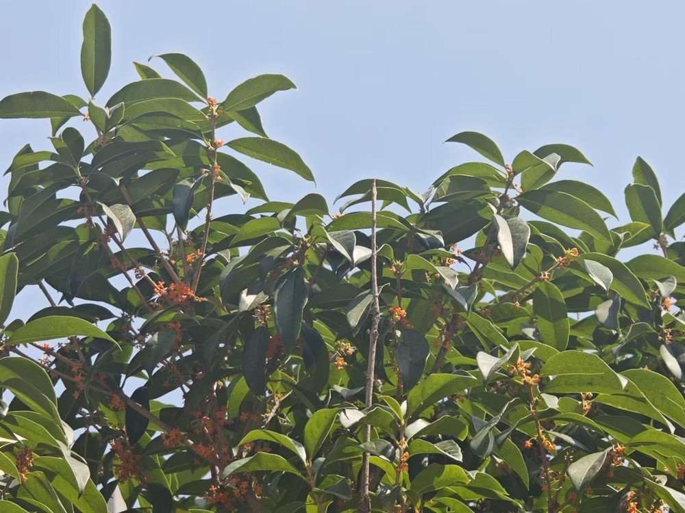 滿(mǎn)城桂花香，最是秋意濃