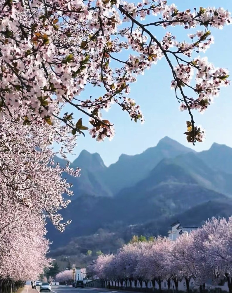 邂逅春櫻，期許四季