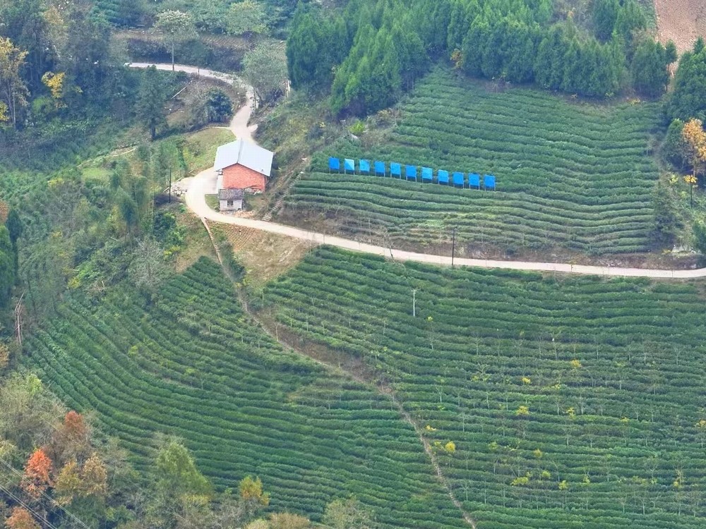 陜煤建設(shè)定點(diǎn)幫扶村：春茶采摘忙  產(chǎn)業(yè)興旺正當(dāng)時