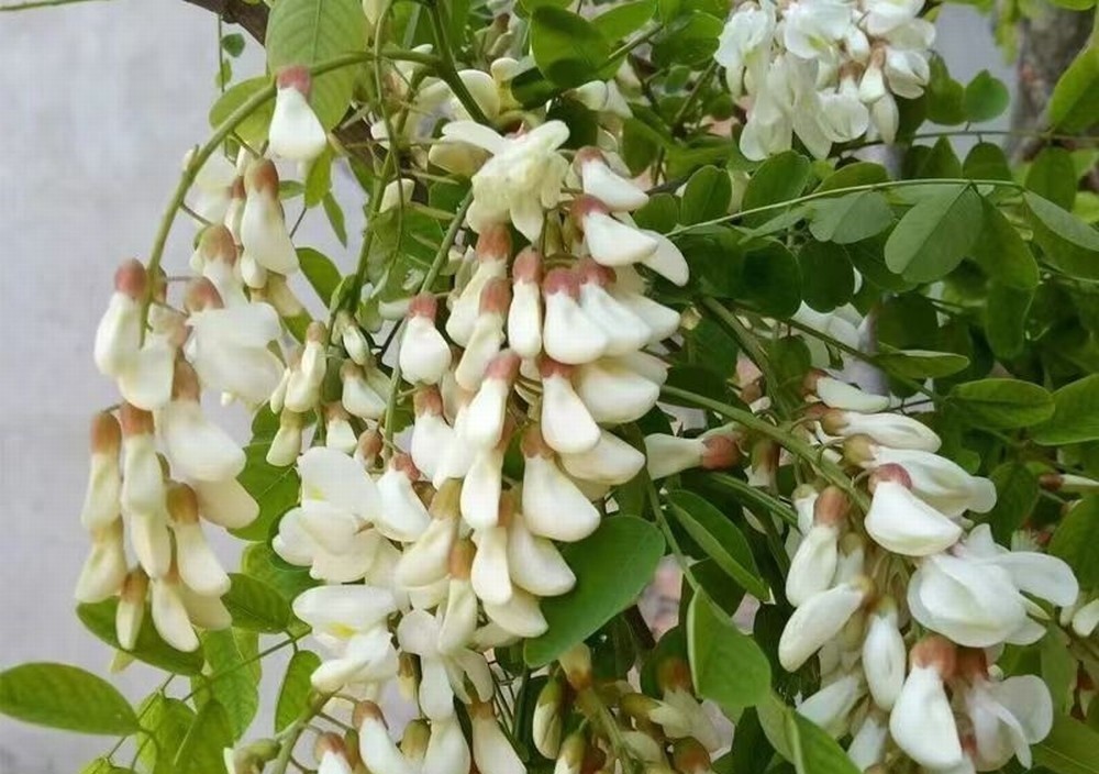 走！鉤洋槐花去！