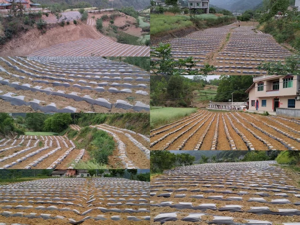 陜煤建設(shè)定點(diǎn)幫扶村：打響烤煙種植抗旱攻堅(jiān)戰(zhàn)