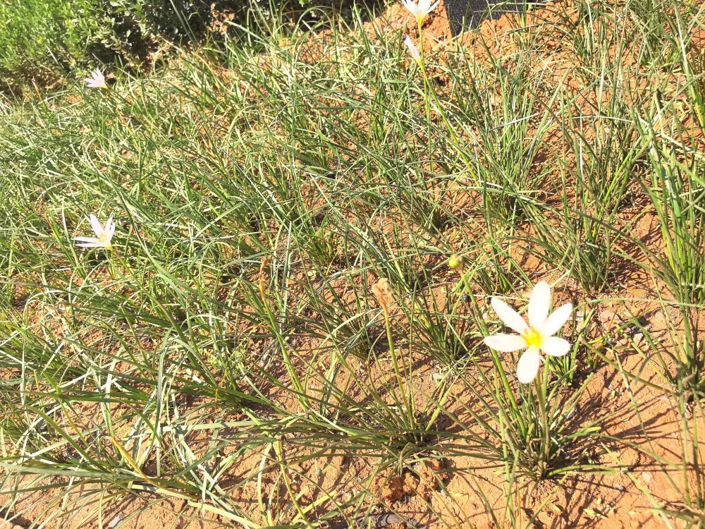 電廠花開時，奮斗自成章